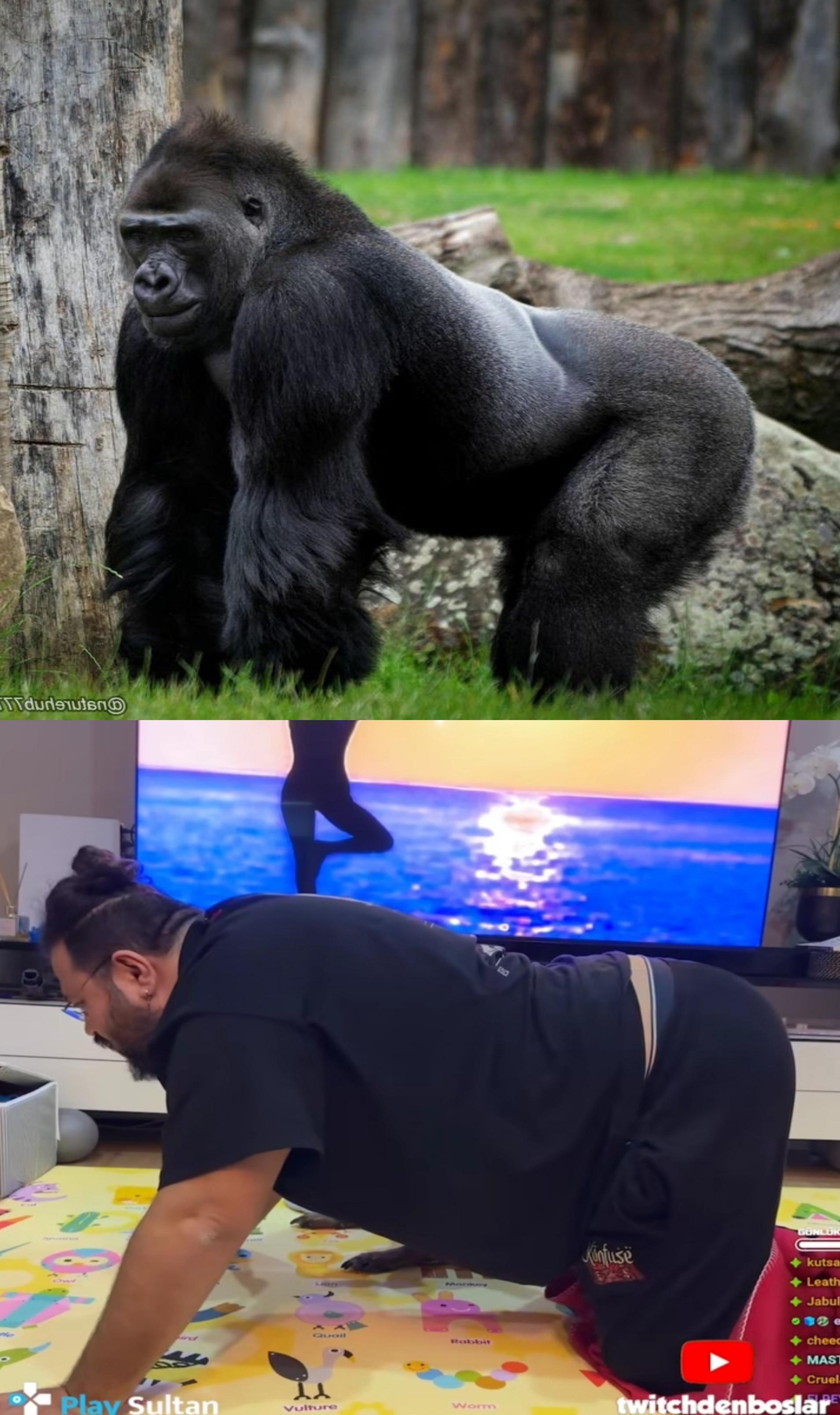 Abi Afrika Düzlük Goriline benziyorsun